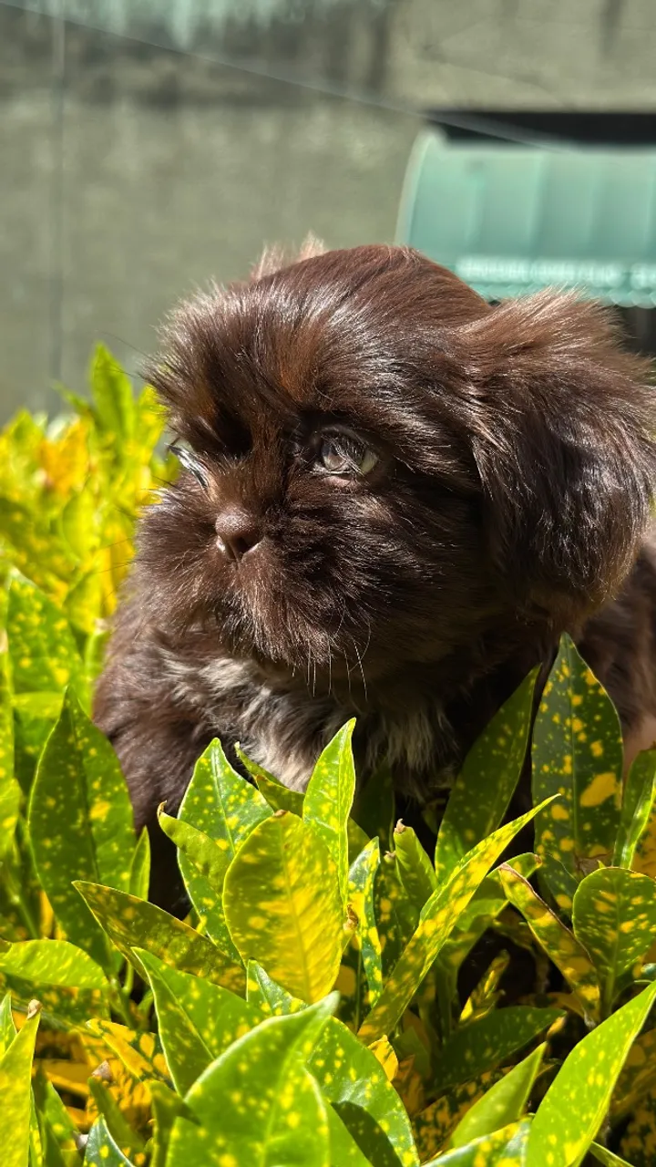 Dog
