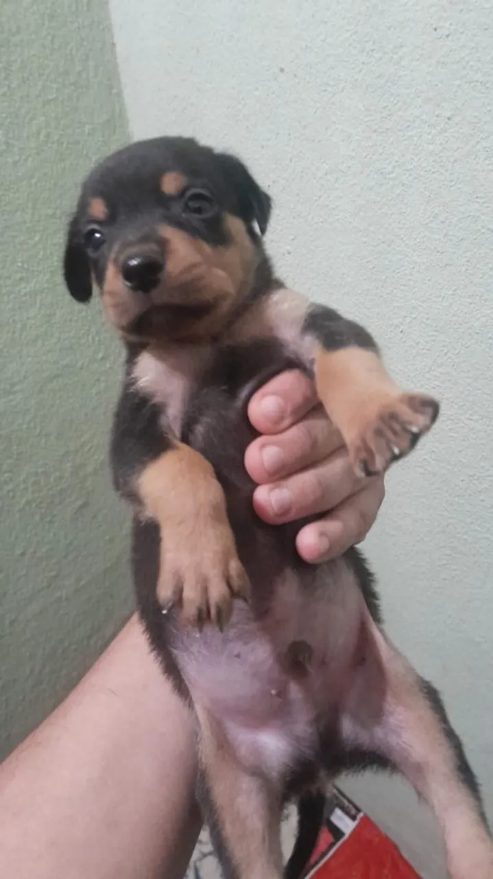 Filhote de Rottweiler Vender
