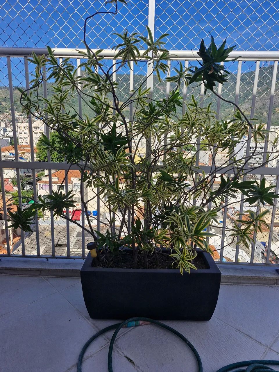 Planta exuberante em vaso moderno - Foto 3