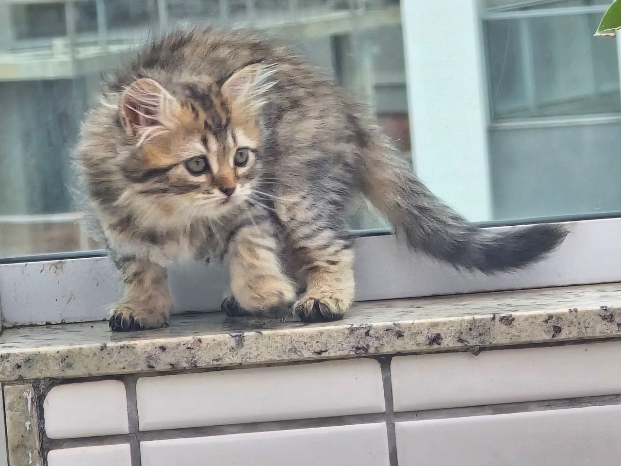 Vendo filhotes de gato persa - Foto 6