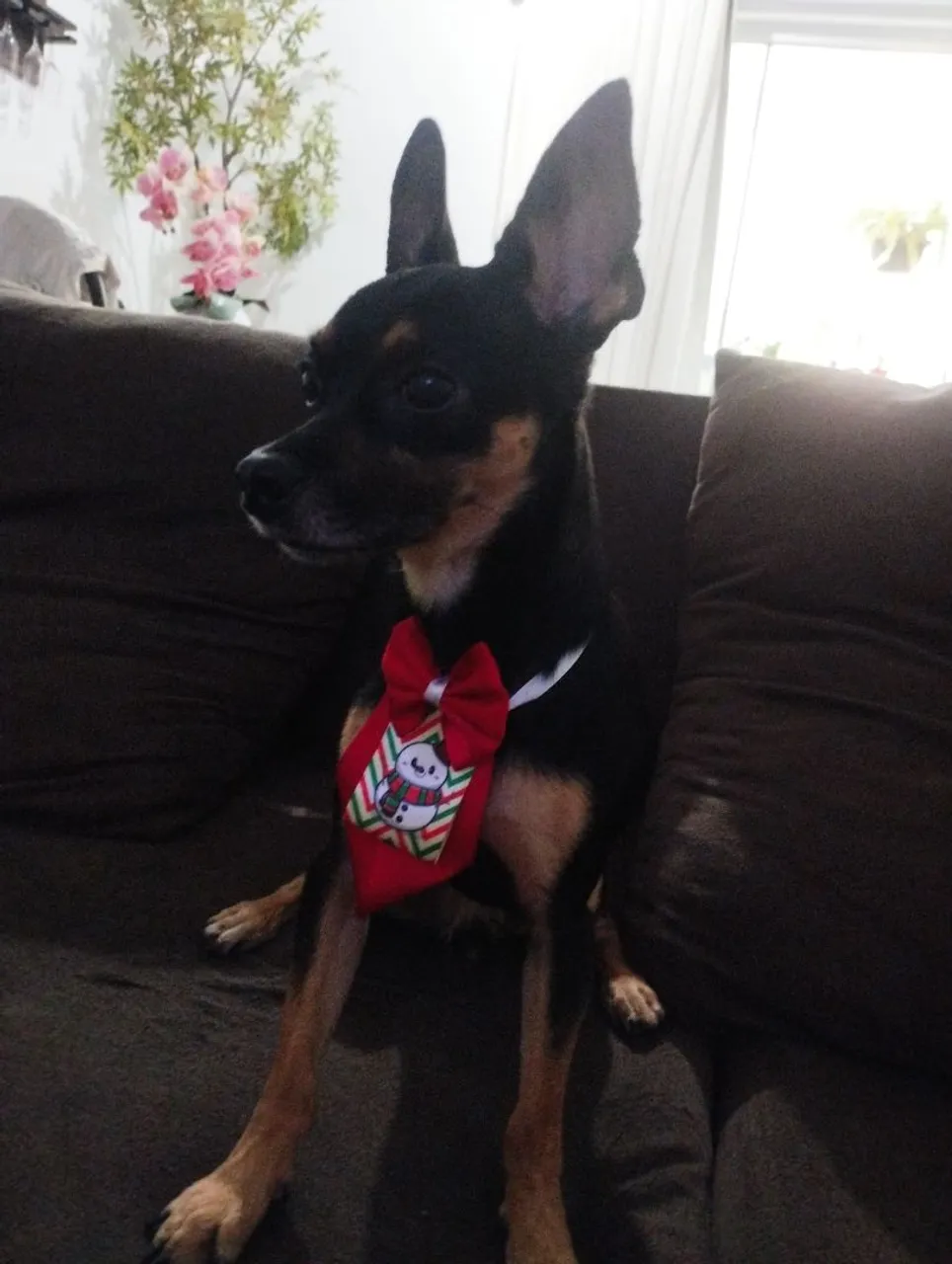 Pinscher à procura de uma namorada