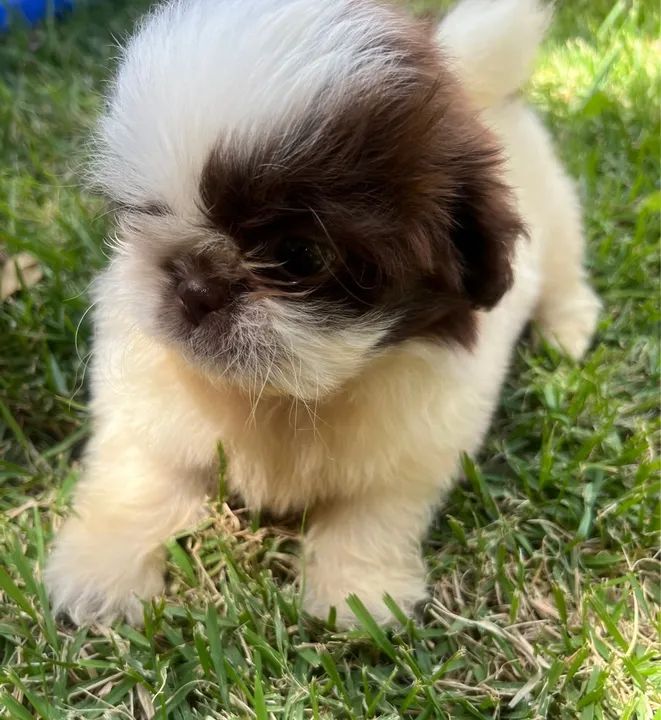 Shih Tzu macho vacinado  - Foto 4