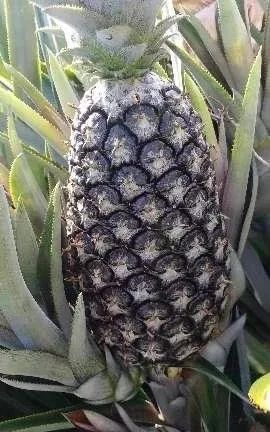 Carga de abacaxi perola - Foto 4