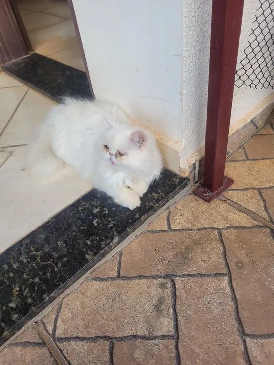 Gato Persa Branco - Adorável e Carinhoso - Foto 4