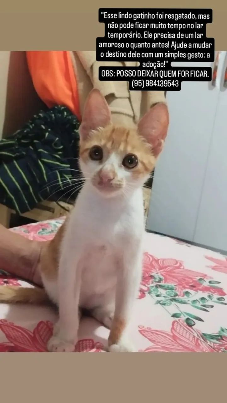 Gatinho Carinhoso Procurando Lar