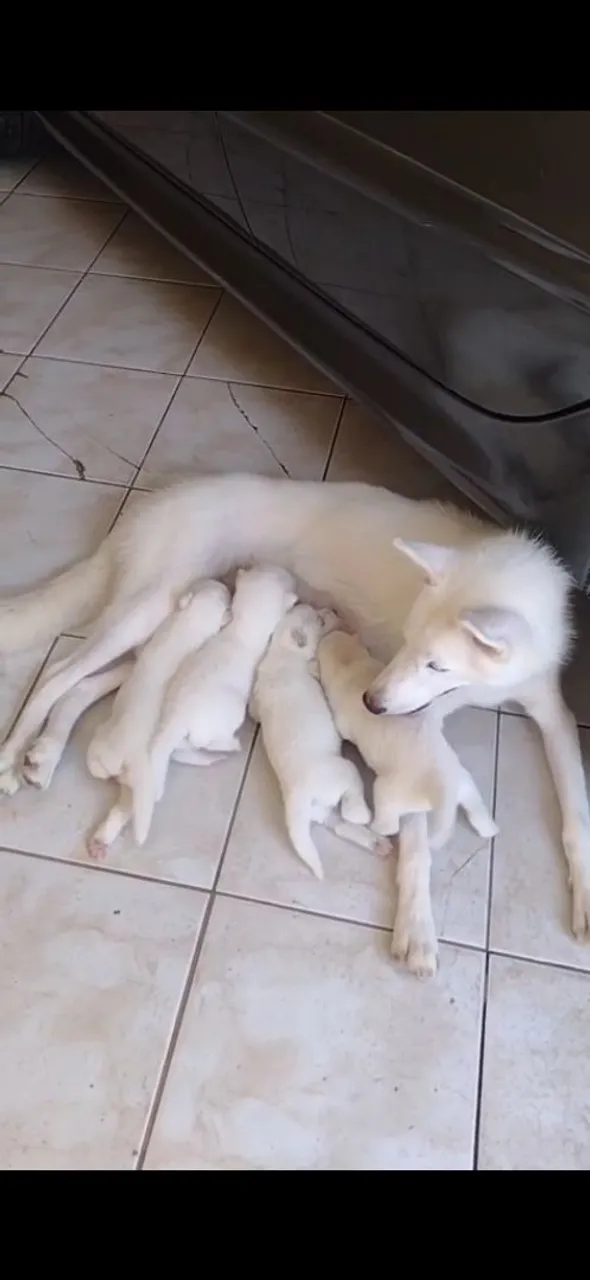 Filhotes Husky siberiano disponíveis
