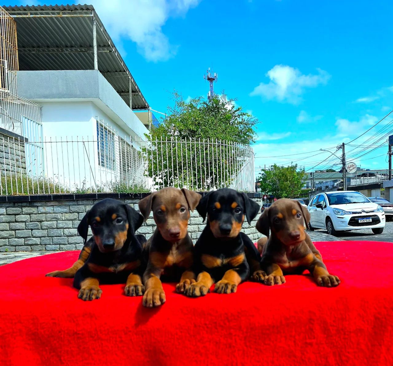 Filhotes FÊMEAS de Doberman CHOCOLATE - Foto 6