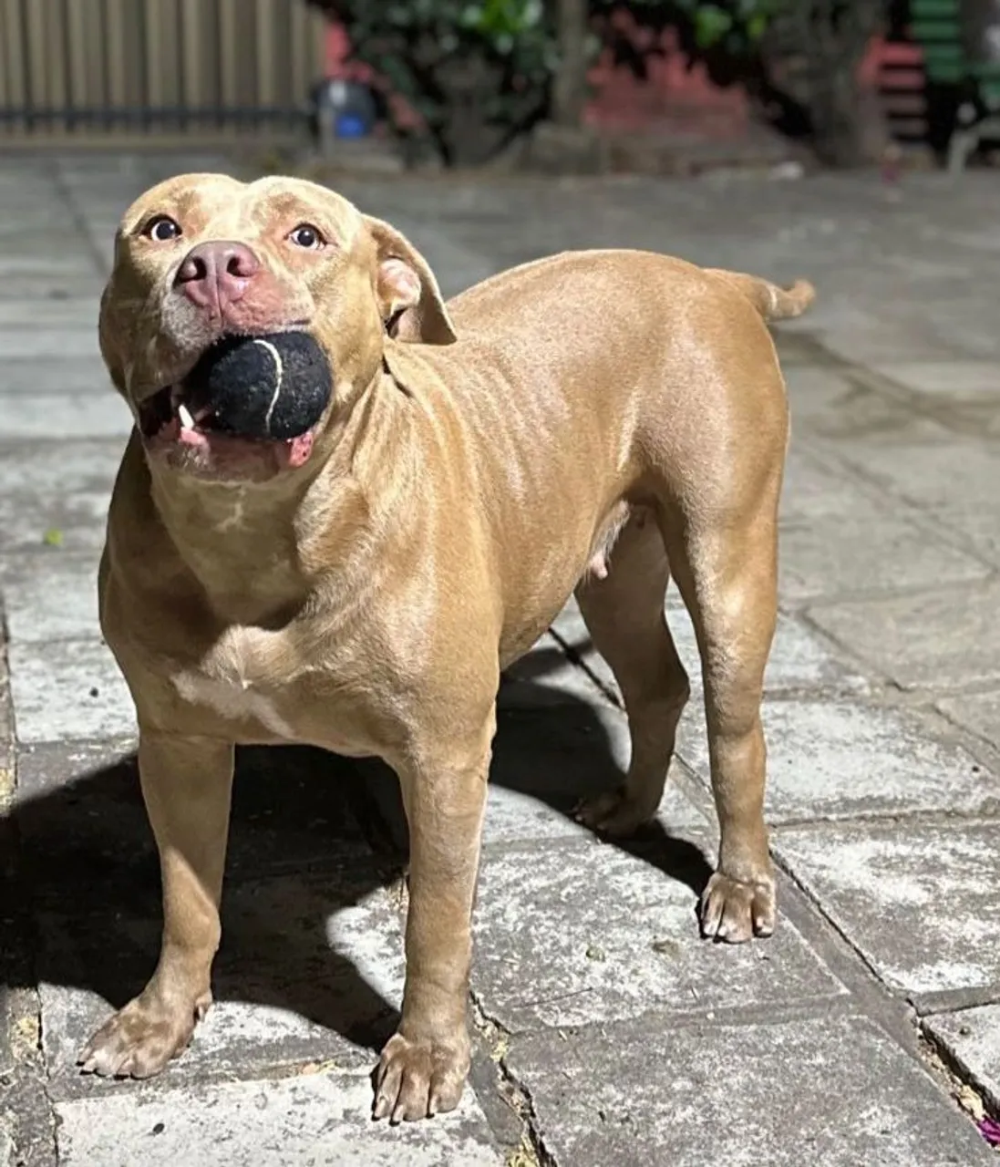 Pitbull