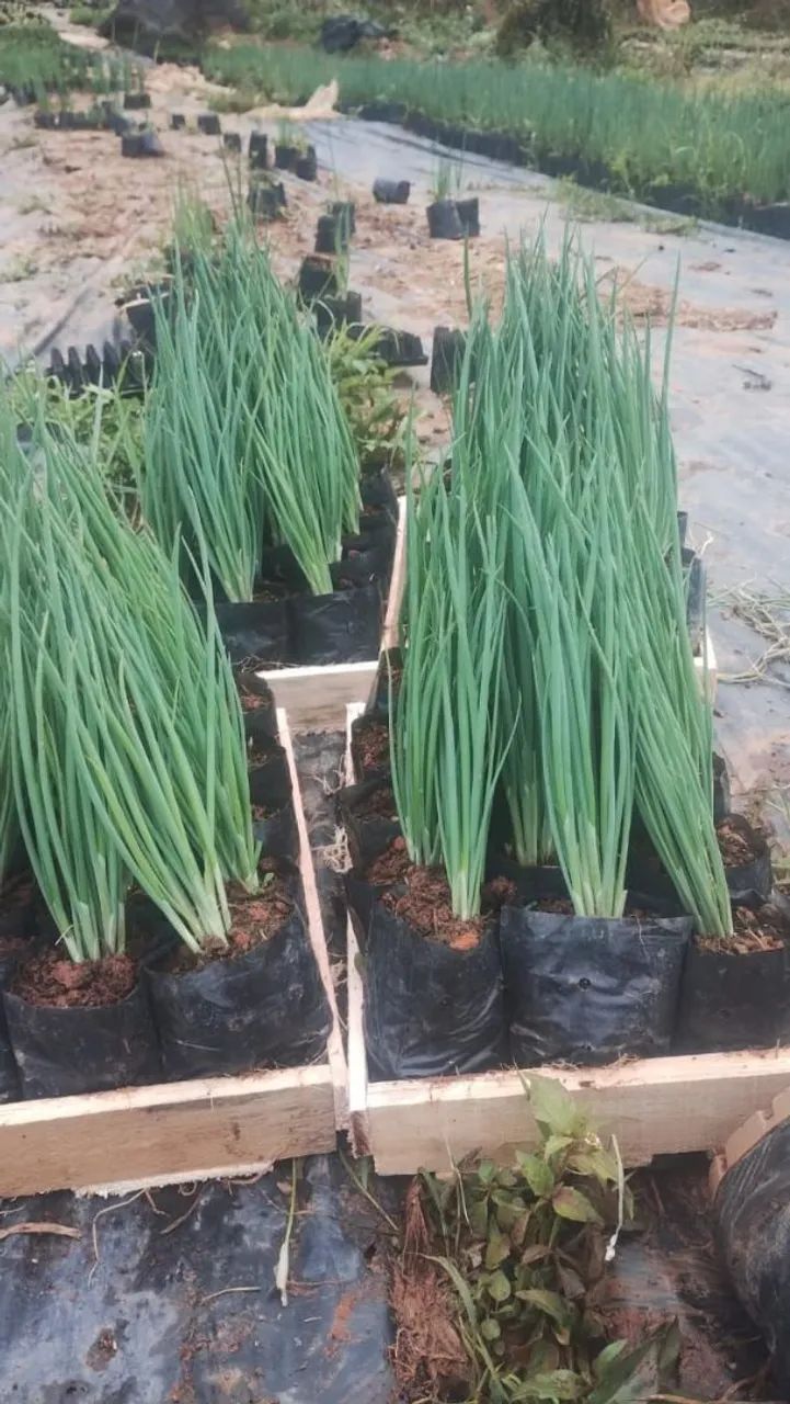 Ervas e temperos naturais,monte a horta na sua casa por ótimo preço  - Foto 2