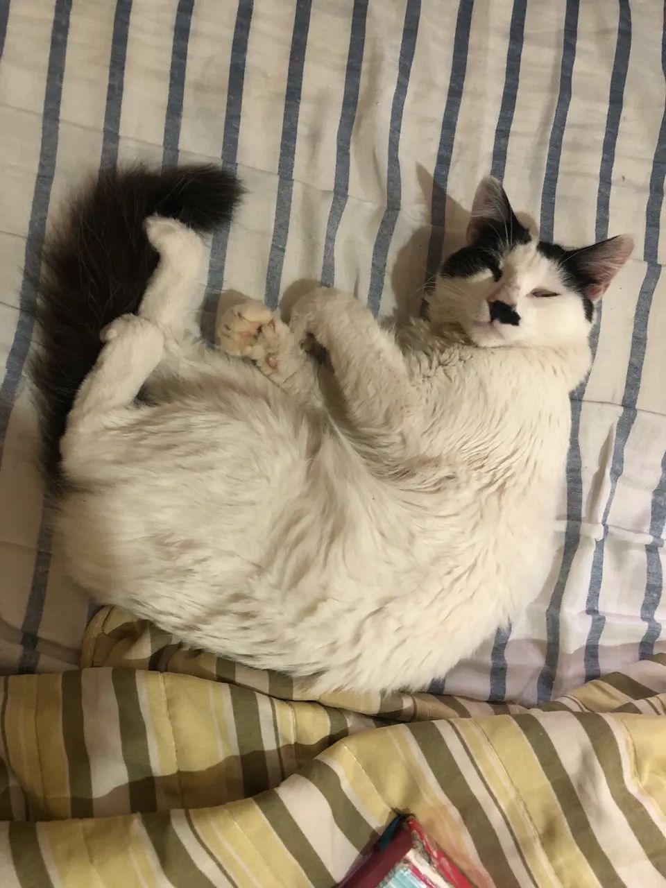 Gato castrado pada adoção  - Foto 4