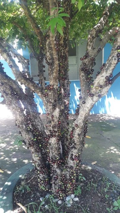 Chácara  com 2 casas e área verde - Foto 4