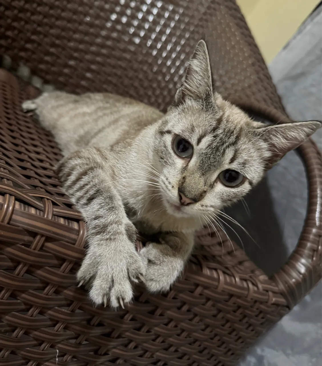 Gatinha castrada