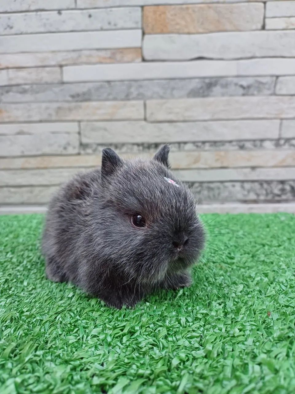 Netherland Dwarf  *coelho anão * - Foto 3