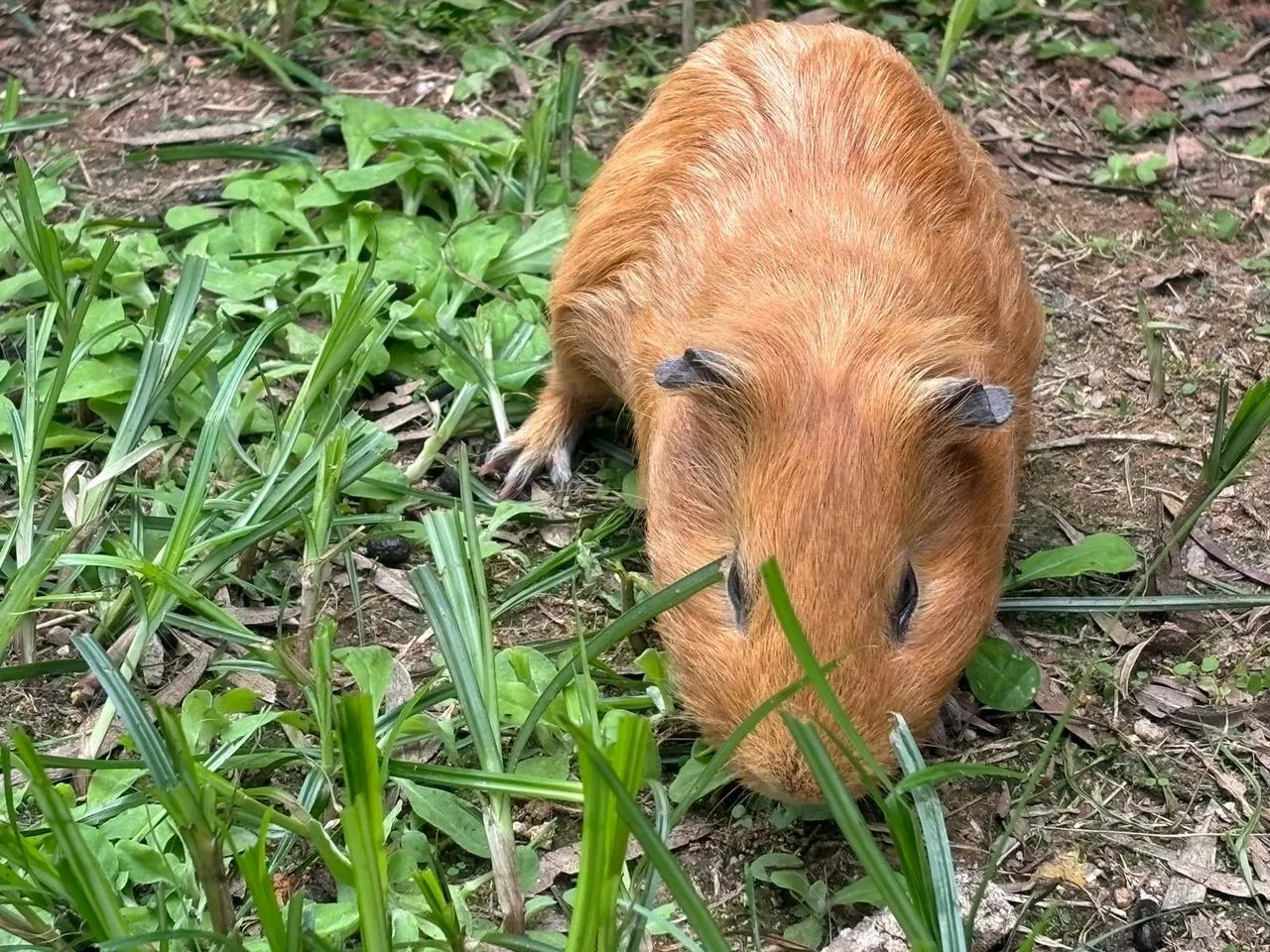 Porquinho da índia marrom 
