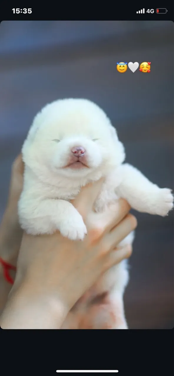 Filhotes de Akita