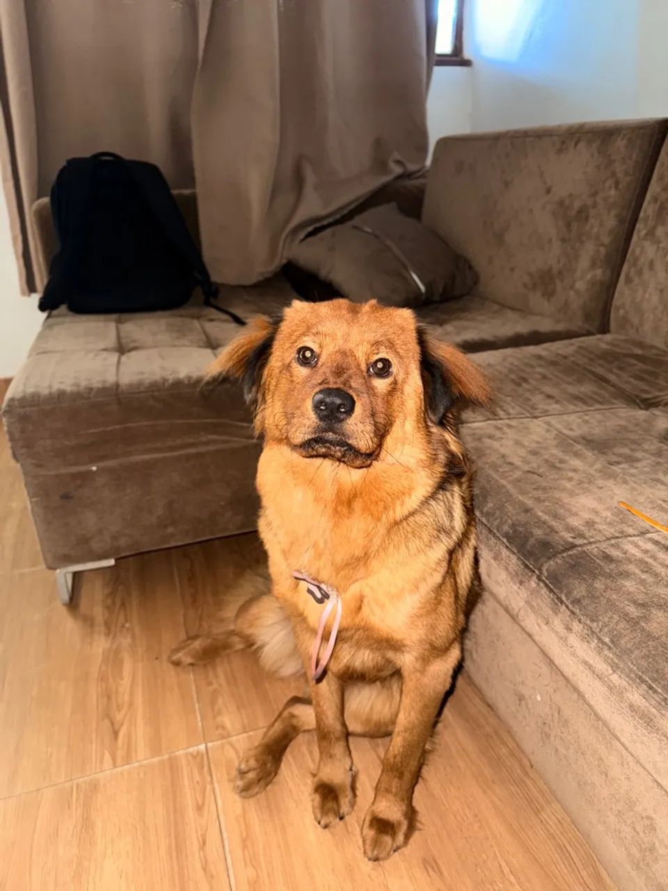 Cachorro pra doação (chow chow com vira lata)  - Foto 3