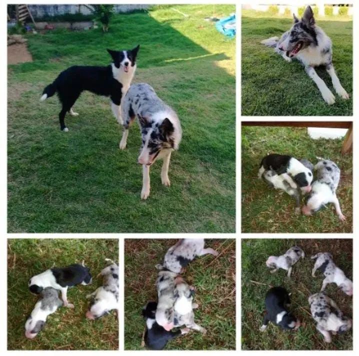 Linda fêmea de border collie merle - Foto 5