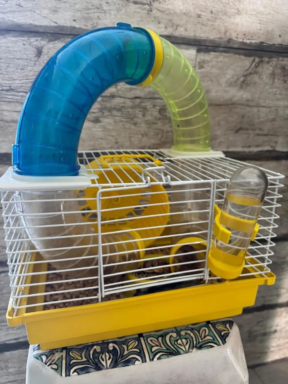 Hamster Anão Filhote