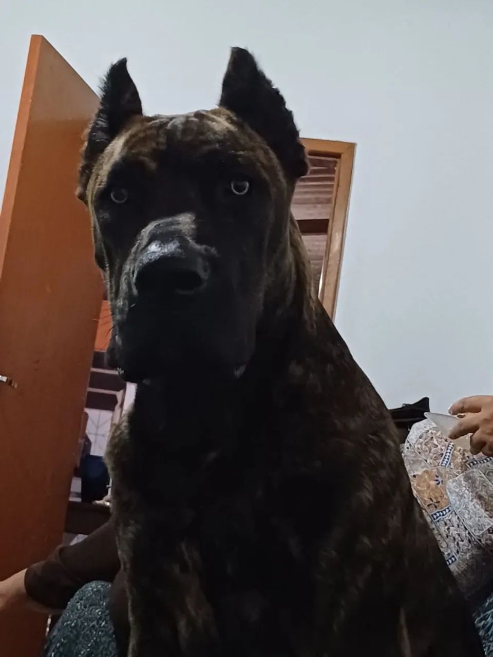 Filhote Cane Corso - Foto 5