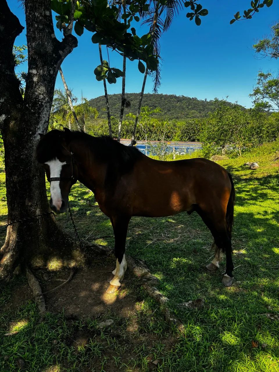 Cavalo criolo do Sul  - Foto 2