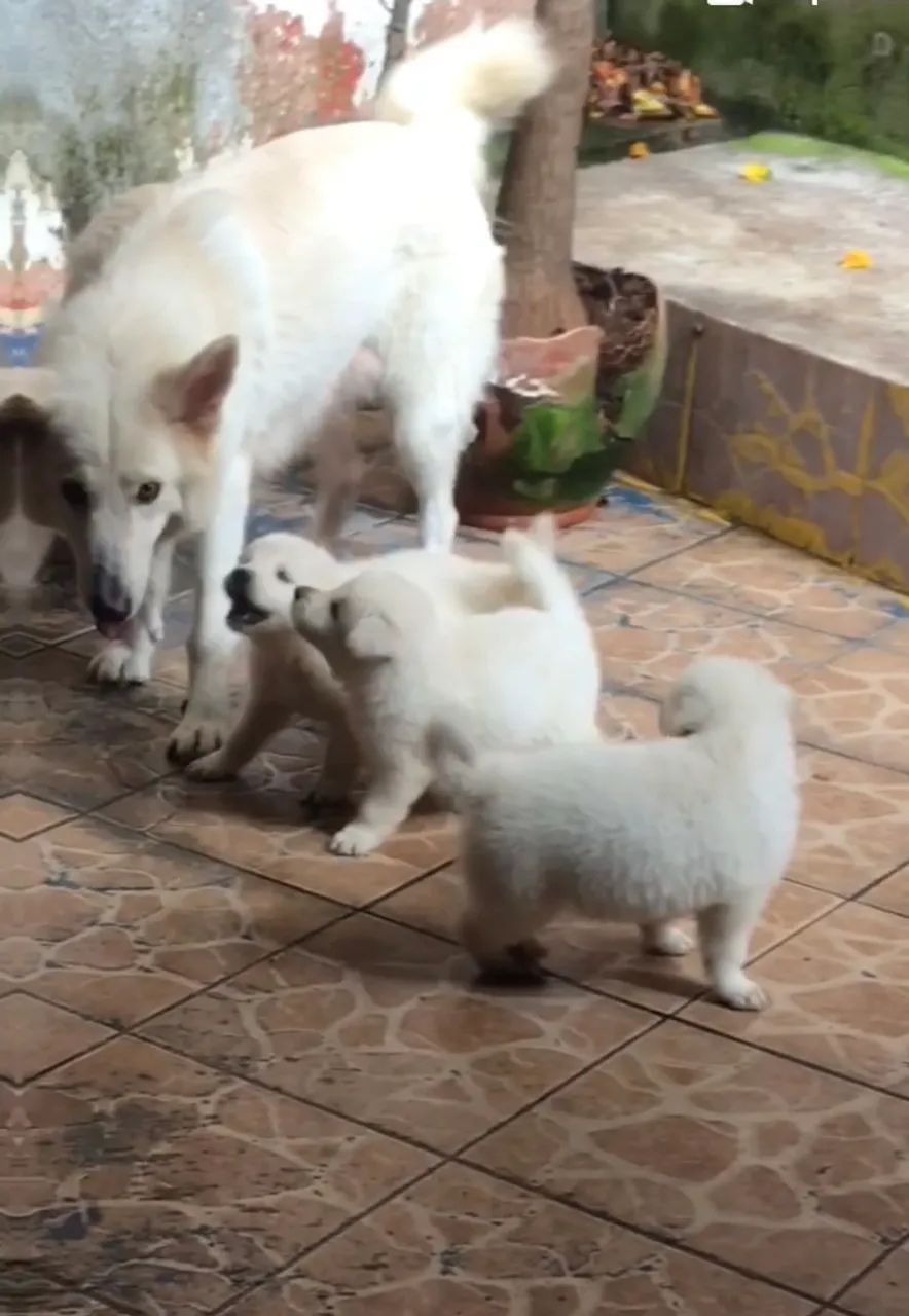 Filhotes pastor branco suíço  - Foto 4