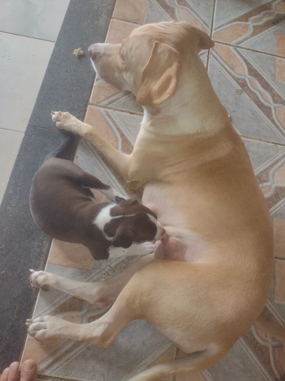 Labrador,filhote misturado