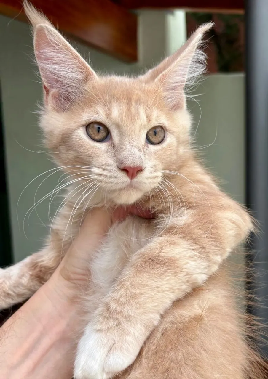 Maine Coon Creme macho e fêmeas