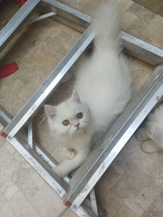 Filhote persa fêmea branca. Cinza exótica fêmea amarelo exótico macho. - Foto 6