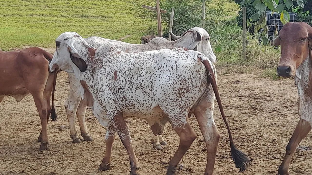 Novilhas gir leiteiro  - Foto 5