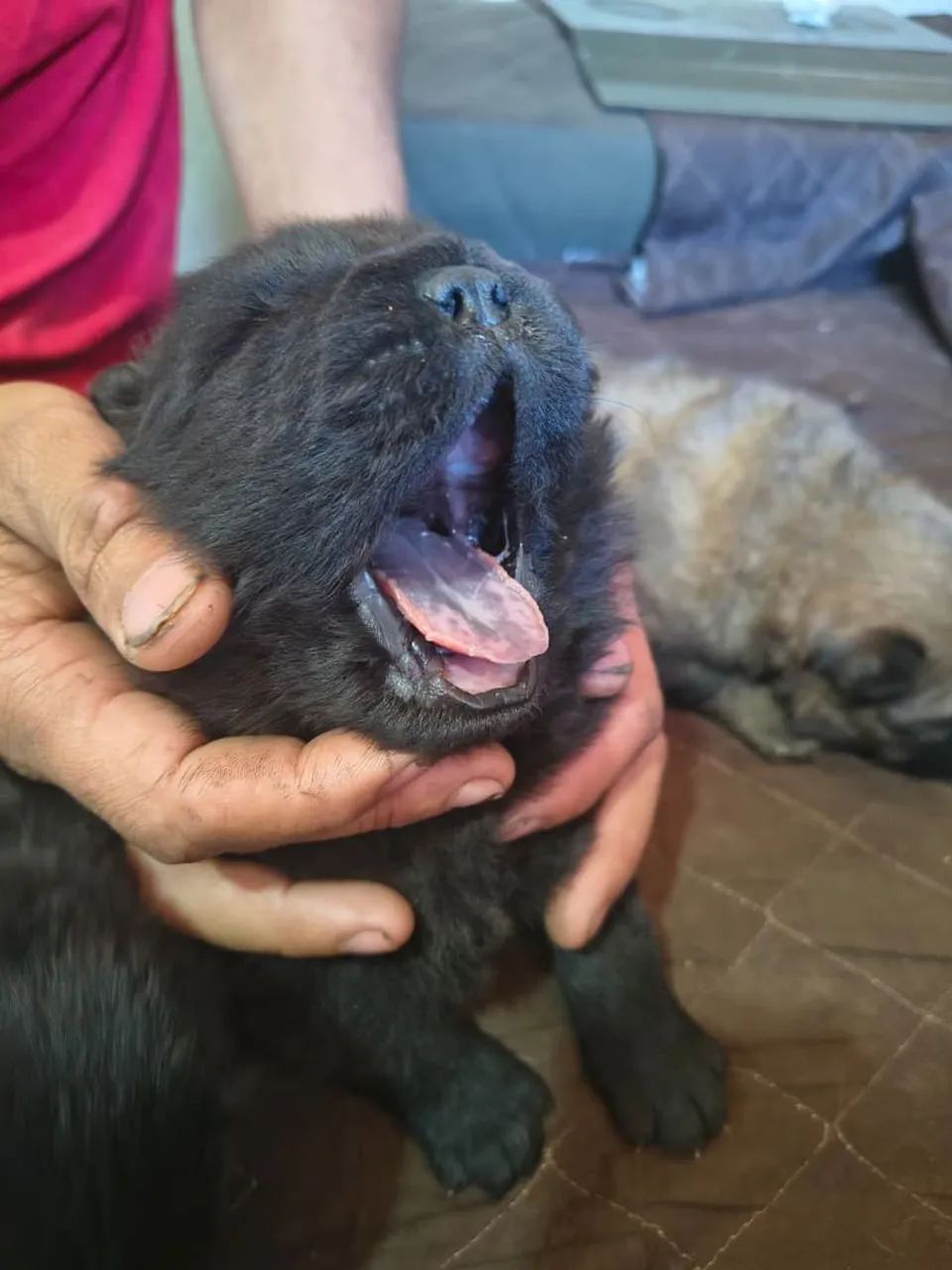 Chow chow - Foto 2