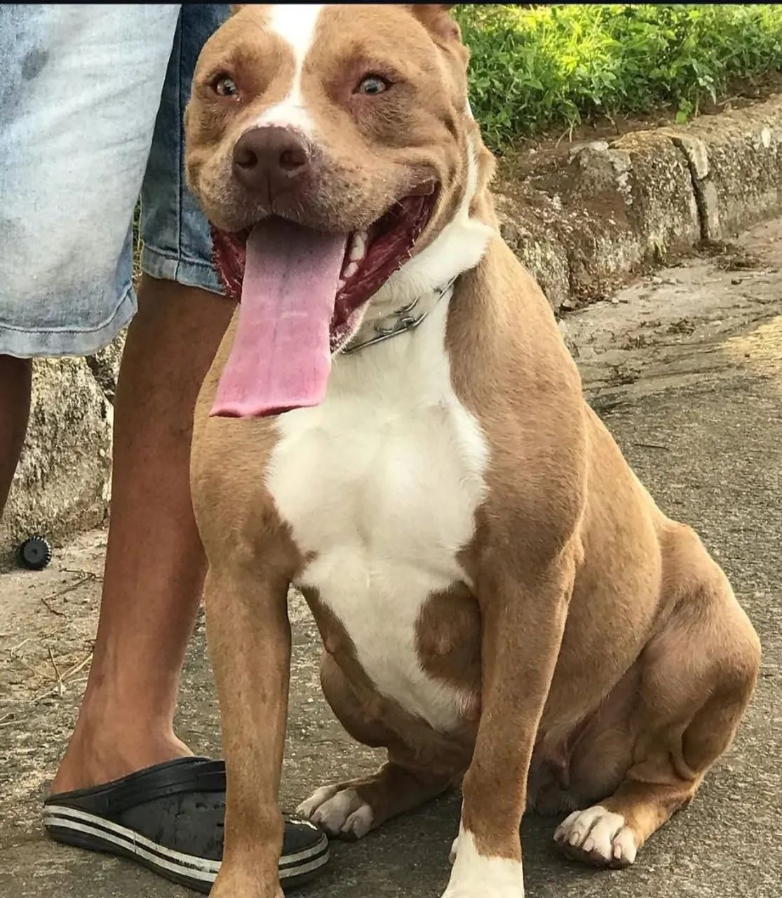 Adoação responsável  - Foto 4
