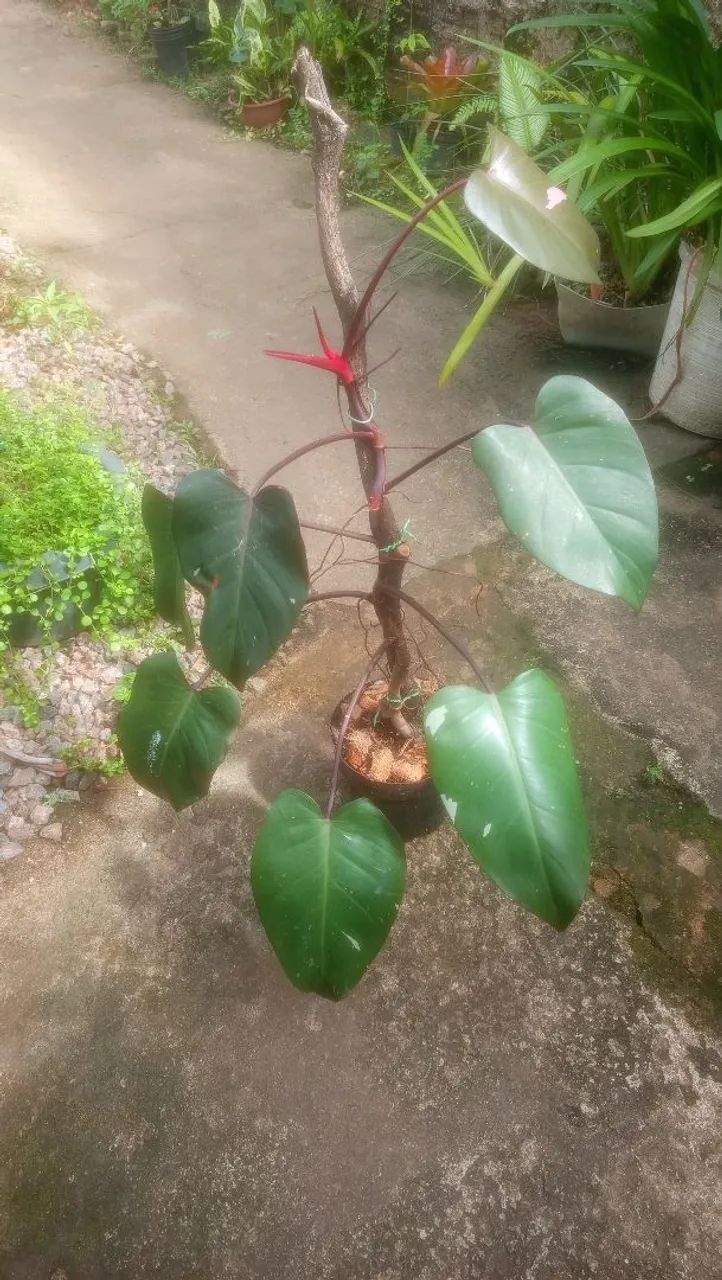 Philodendron pink Princess  - Foto 5