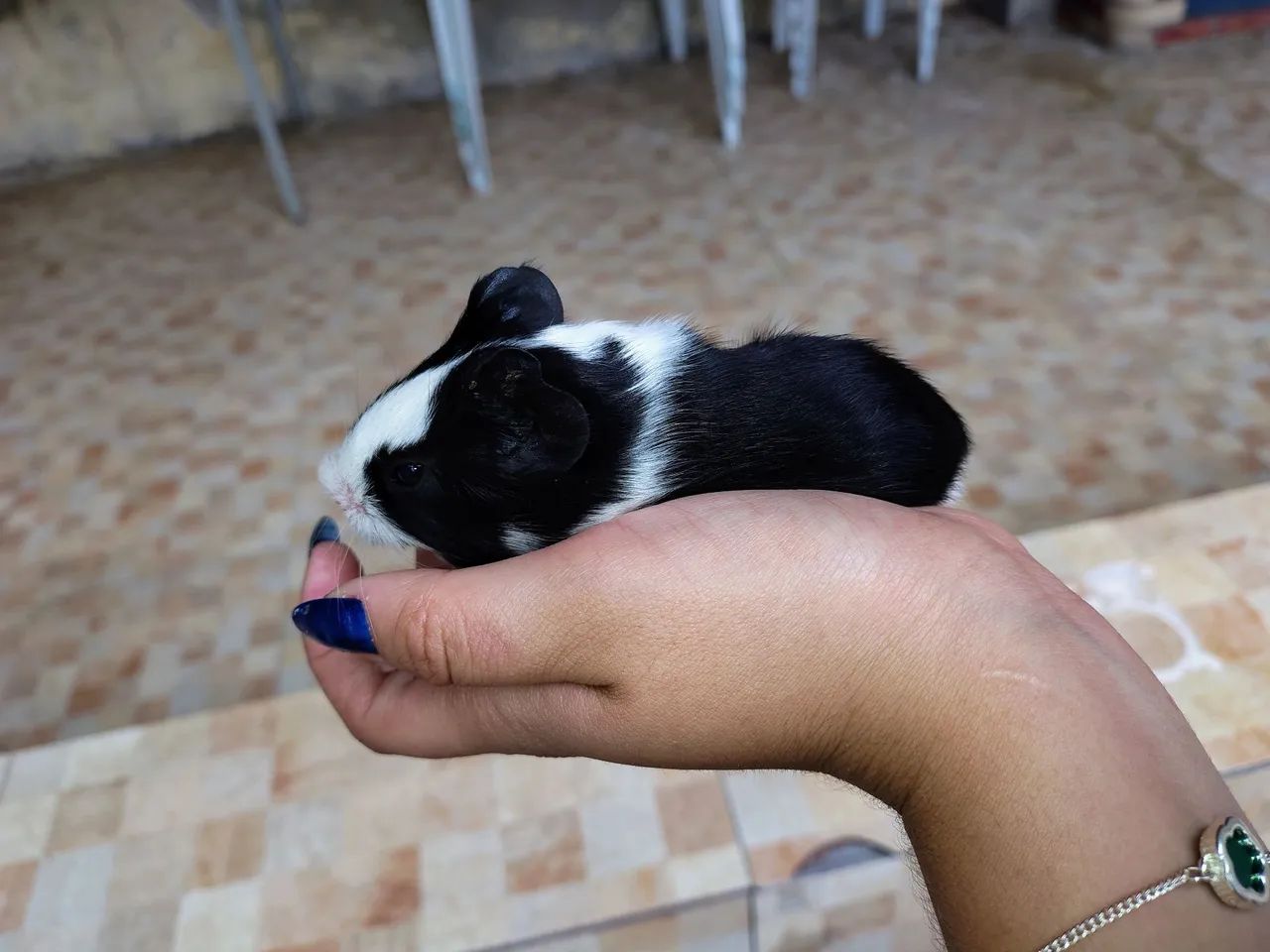 Porquinho da índia  - Foto 4