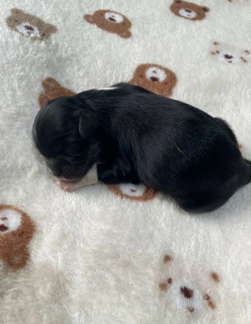 Lhasa Apso exóticos fêmeas  - Foto 4