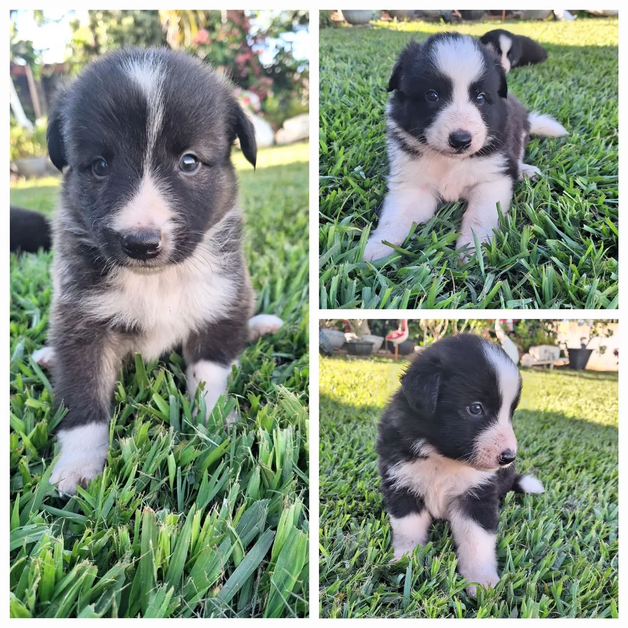 Border Collie Machos à Venda.