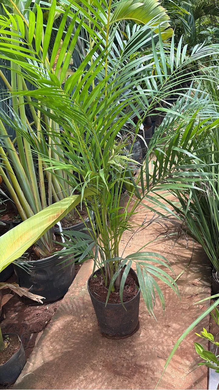 Muda de Areca Bambu