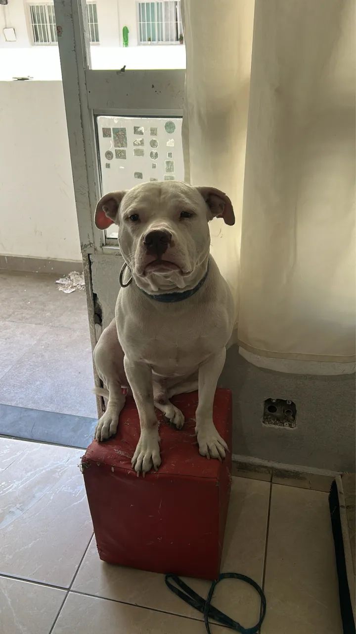 Pit bull - Foto 2