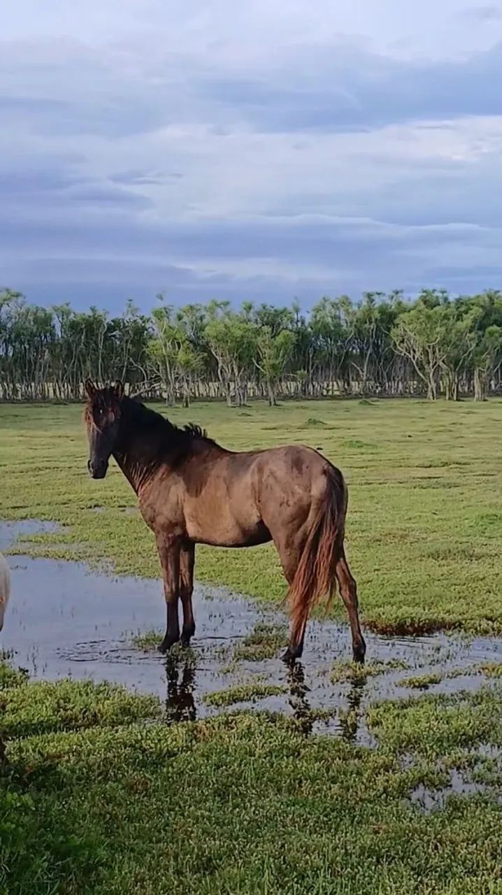 Vendo ou negocio  - Foto 2