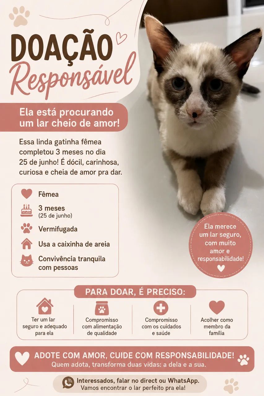 Doação responsável de uma gata filhote 
