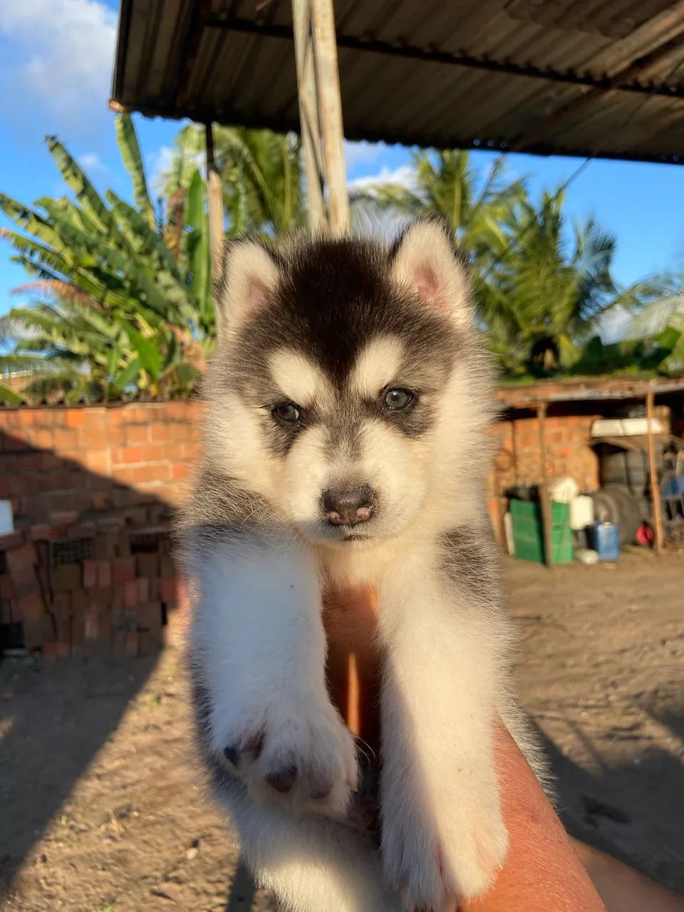 HUSKY SIBERIANO 