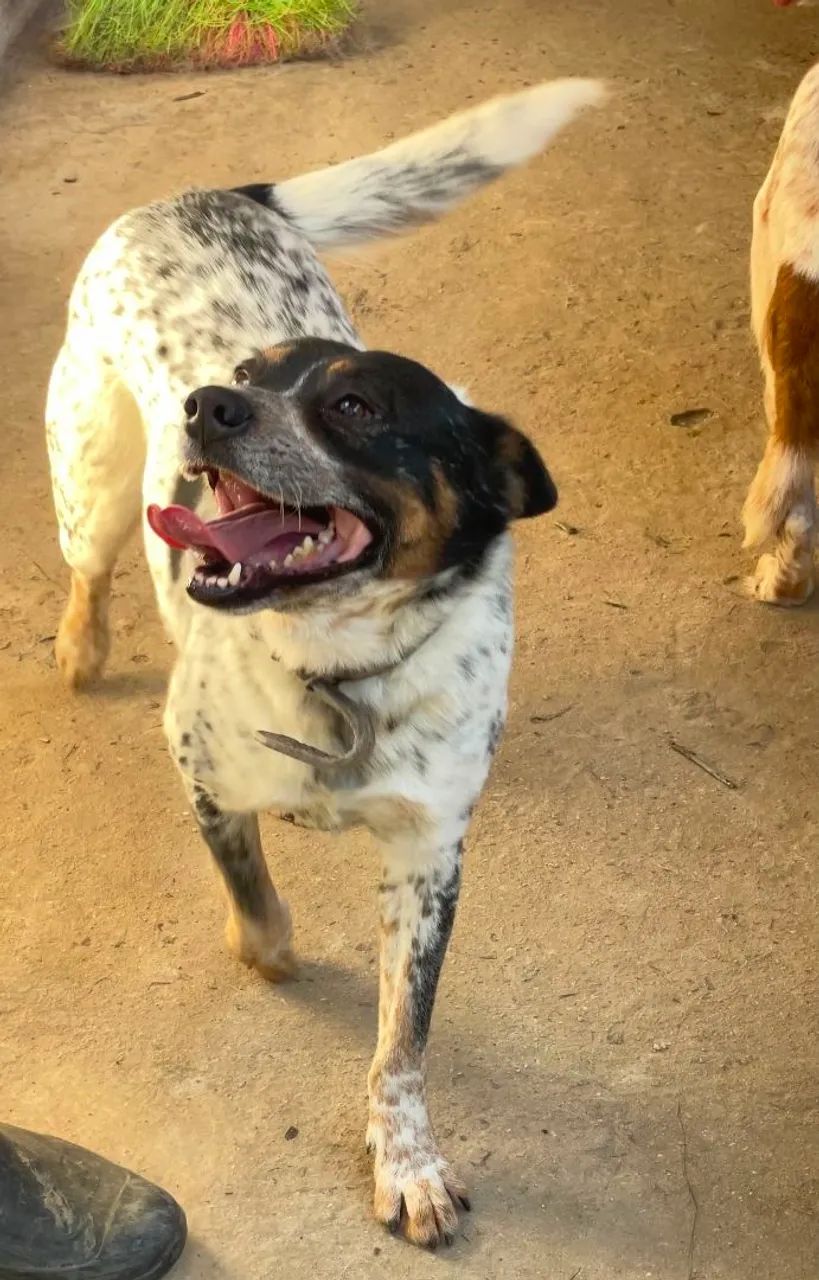 Doação de cachorros - Foto 2