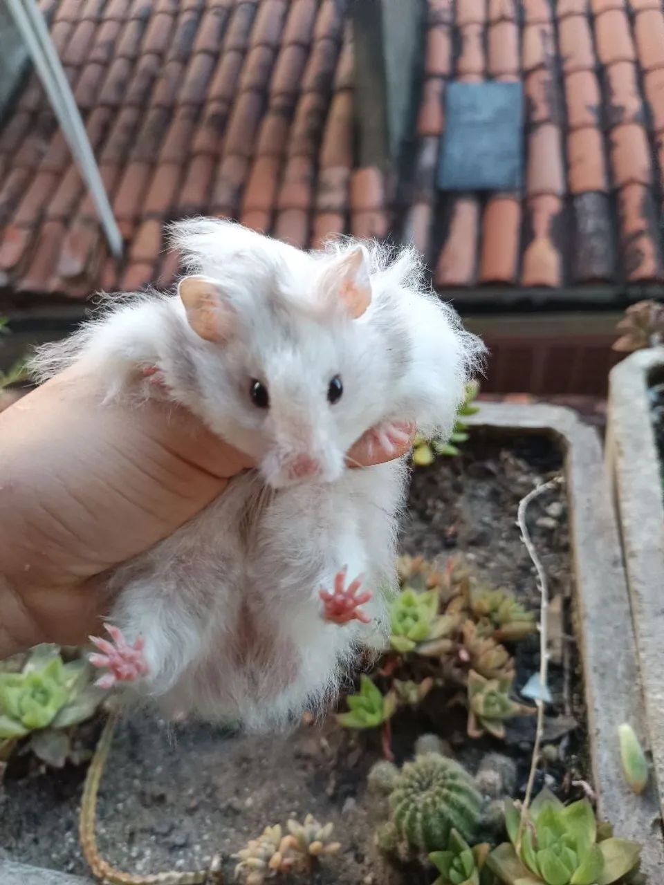 Hamster angorá sírio Maceió  - Foto 4
