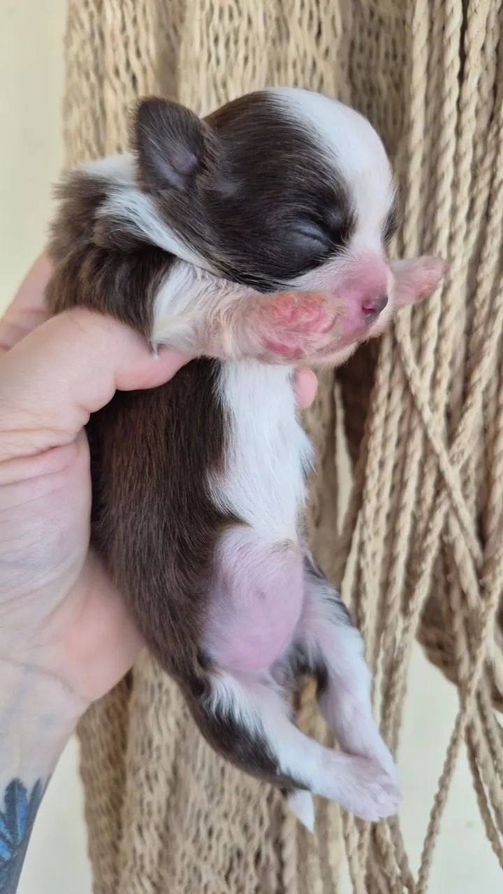 Shitzu fêmea  - Foto 3