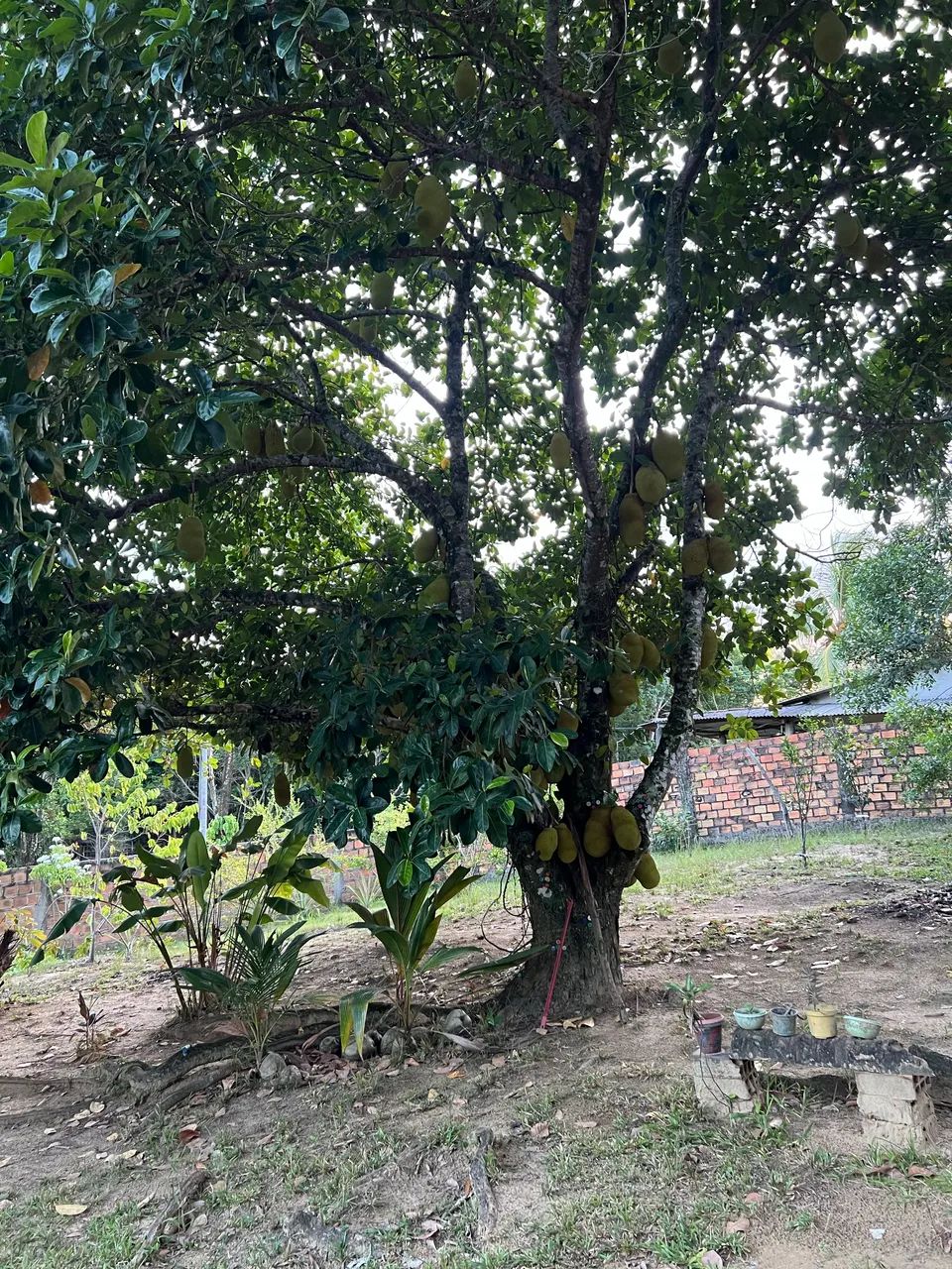 Aluga-se sítio em Vera Cruz - Ilha de Itaparica (BA) - Foto 15