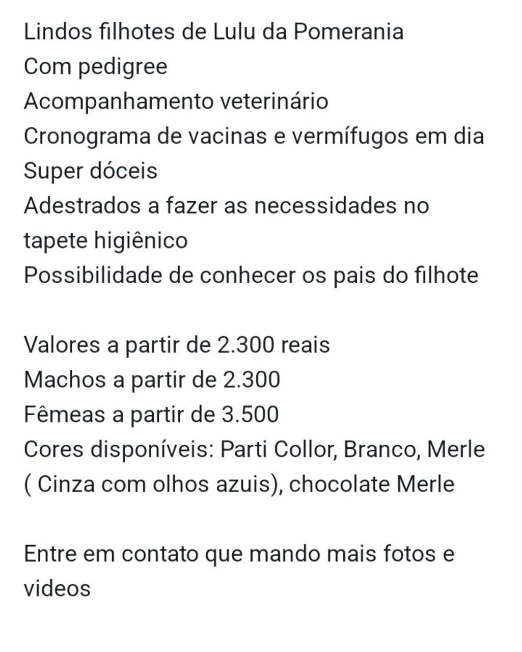 Lindo filhotes de Spitz Alemão Anão  - Foto 4