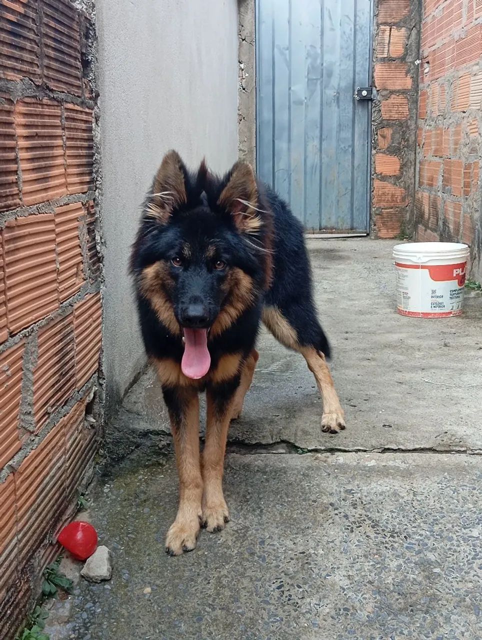 Cachorro  - Foto 2