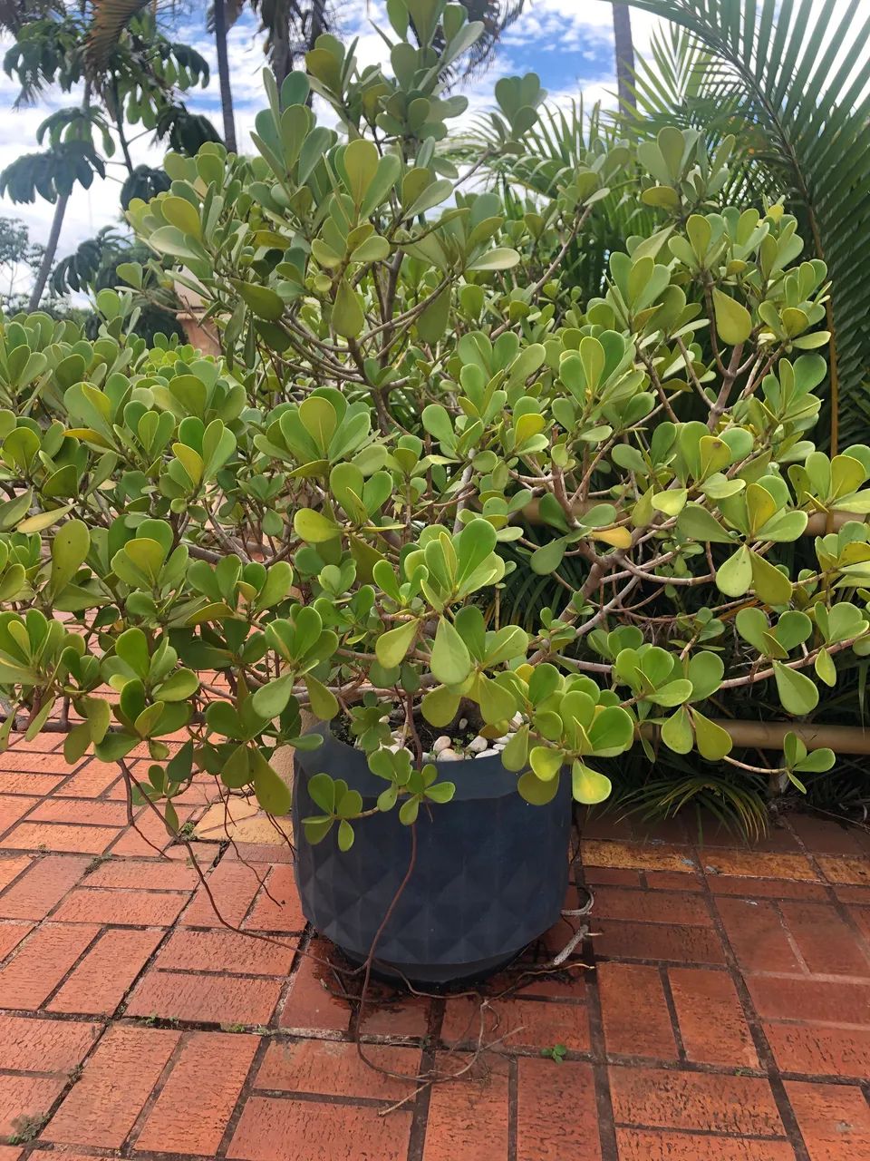 Vaso pronto com plantas - Foto 4