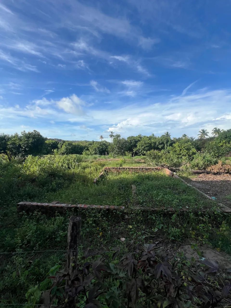 TERRENO EM PEROBA - MARAGOGI - Foto 3
