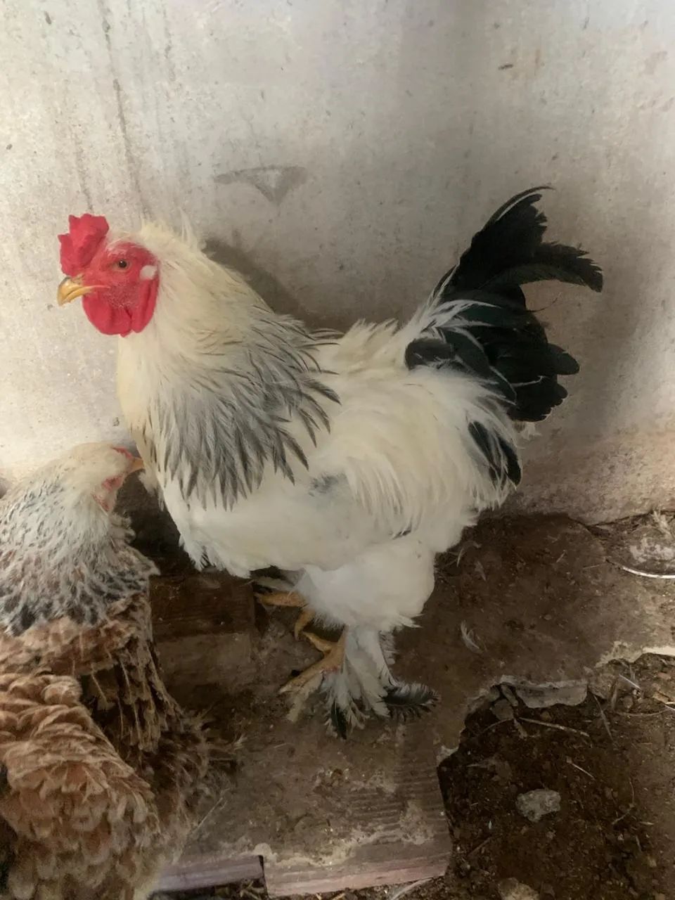 Galinha Brahma light