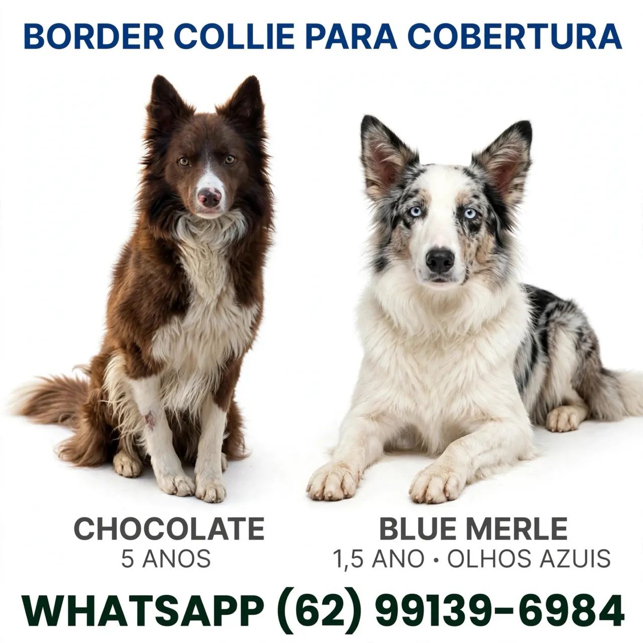 Cobertura border collie chocolate e Blue MERLen olhos azuis 